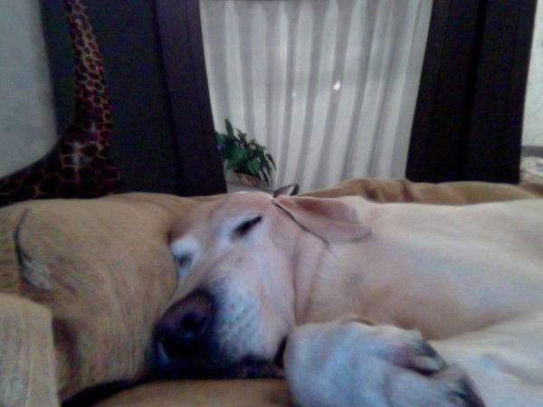 Лариса Кондратьева