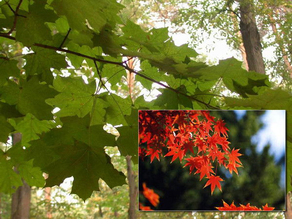 Инна Потапова