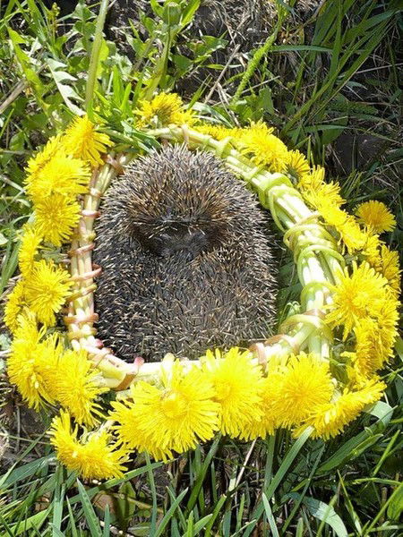 Любовь Семенова