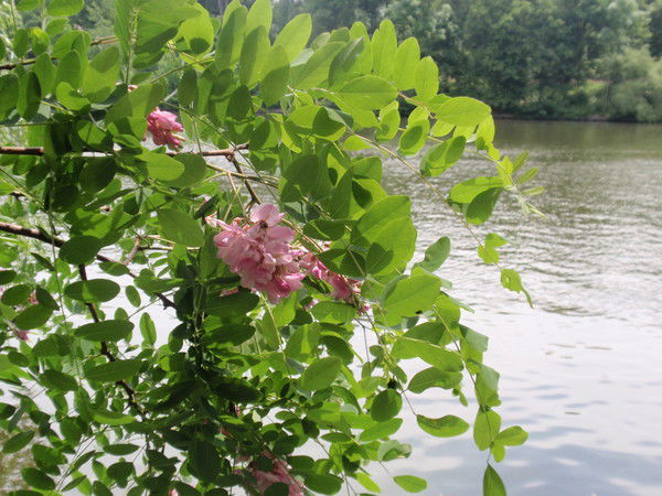 Наталья Григорьева