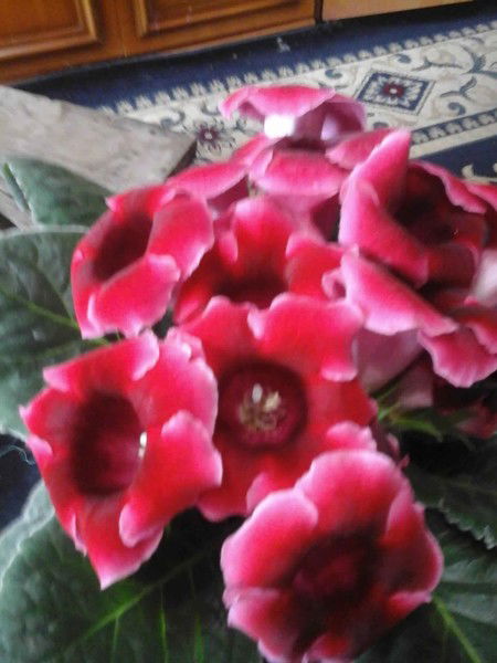 Гулсим Байыргалиева