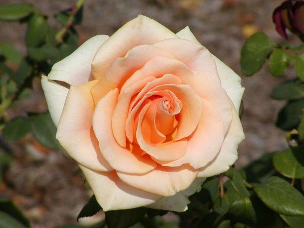 Светлана Скоробогатова