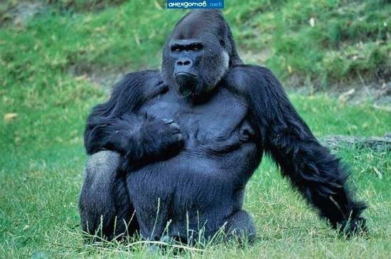 Михаил Бровинский