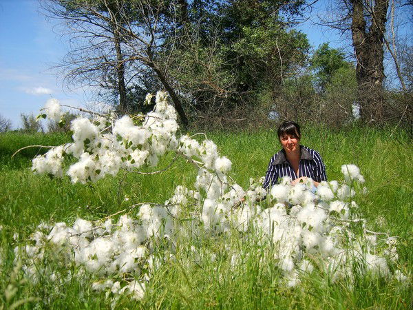 Анжелика Чернышова (Фомина)