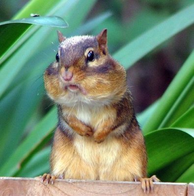 Владимир Цой