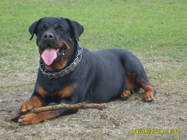 Атанов Дмитрий