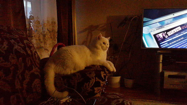 Елена Бекшенёва