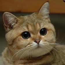 Юлечка Дылдина