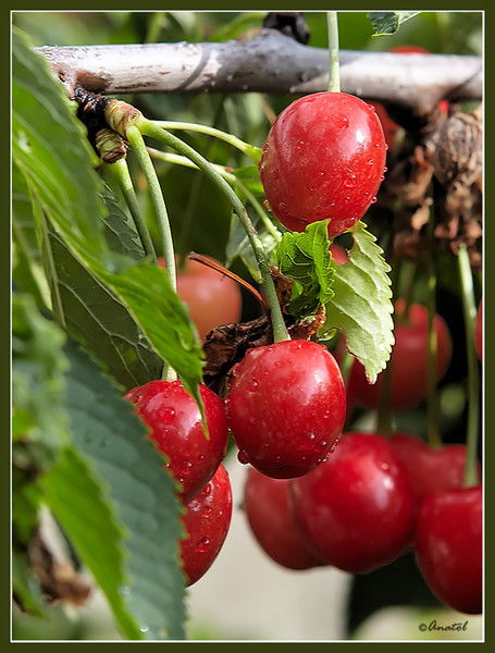 Торговля Области Павлодарская