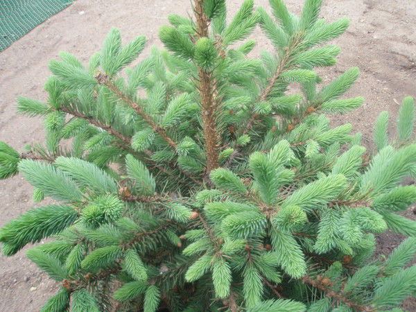 Виленская Валентина