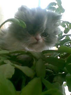 Татьяна Ширинова