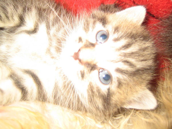 Ольга Клондайковна