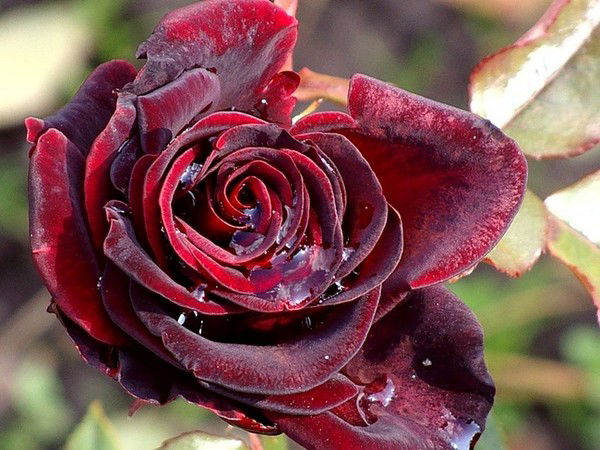 Галина Тишкова