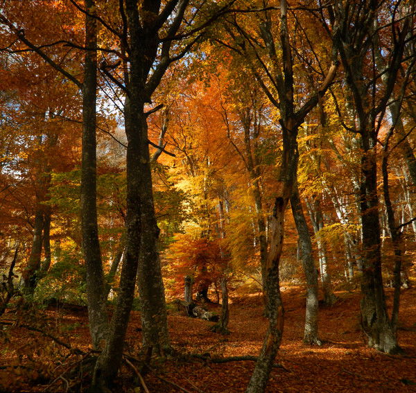 Наталья Бессмертная