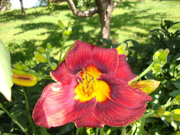 Елена Попова