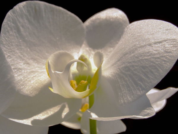 Орхидея *********