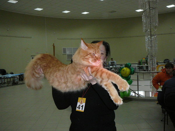 Елена Дегтярева