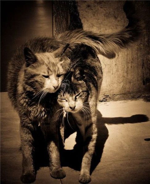 Надин Сириус