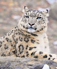 Андрей Шанауров-Еровеев