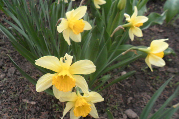 Оксана Загальская