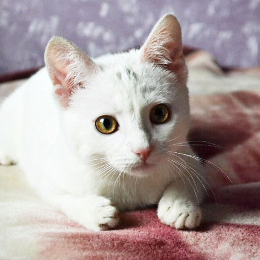 Елена Страчкова