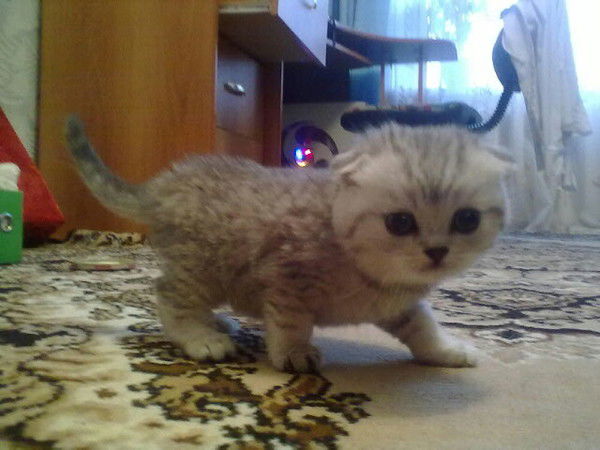 Данила Десятков