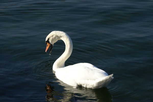 Елана Куканова