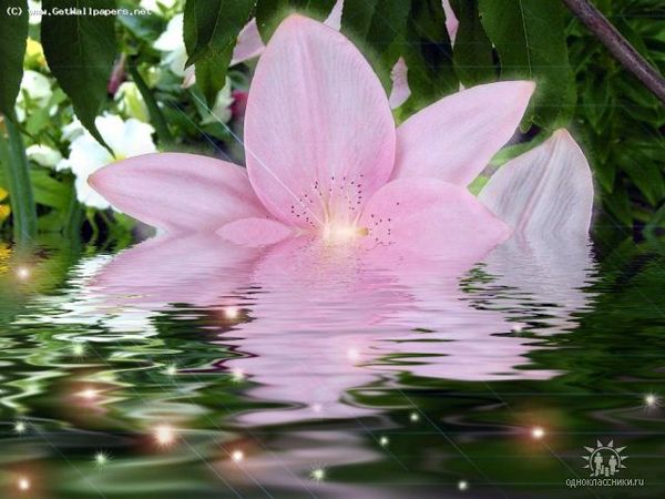 Лилия Бугара