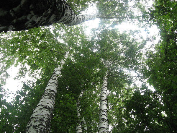 Николай Щур