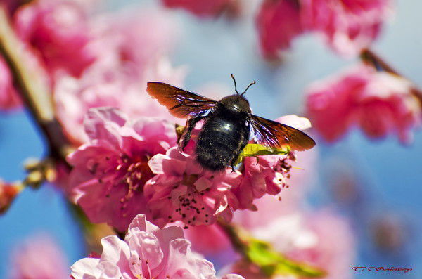 Мавлия Габидуллина