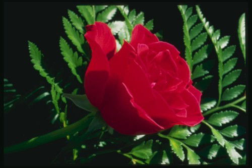 Наталья Кулюкина