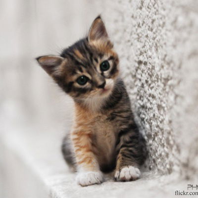 Эдита Иринина