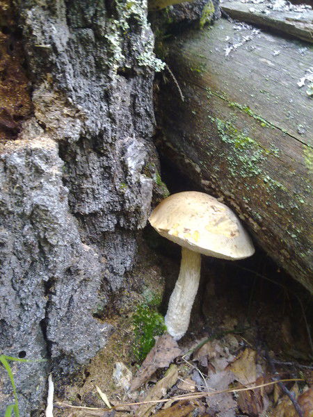 Виктор Виктор