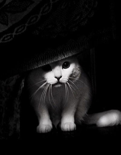 Илюха Игнатьев