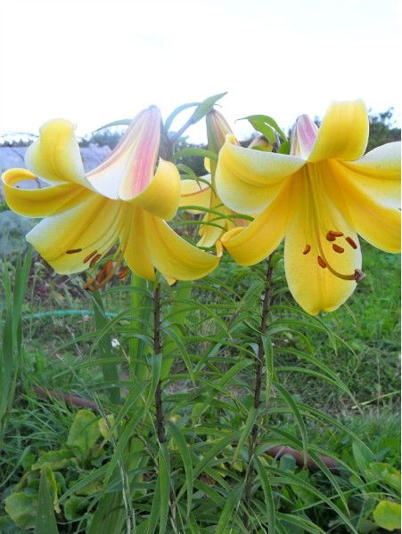 Наталья Беккер