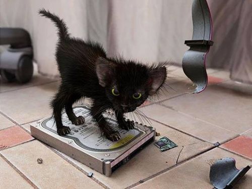 Роман Шаталов