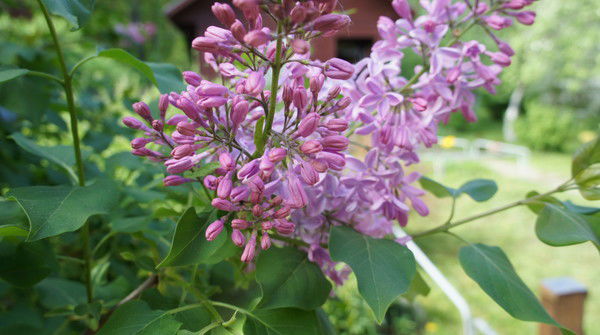 Владимир Сущев