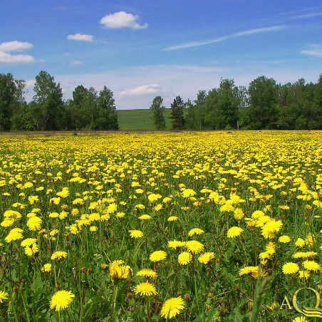 Ирина Селяева