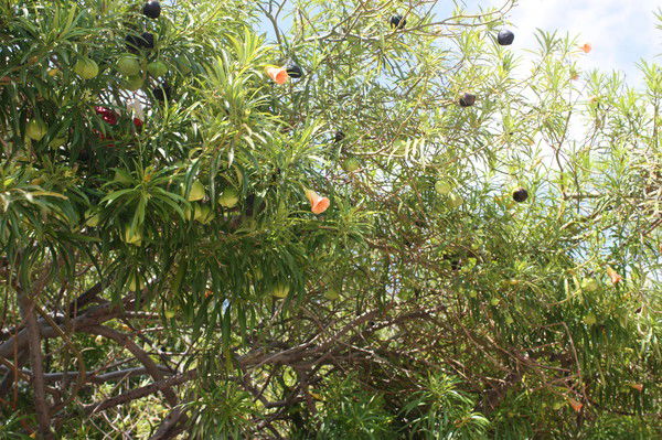 Евгения Тенцер