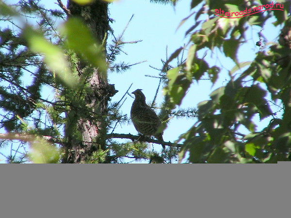 Ирина Латунова