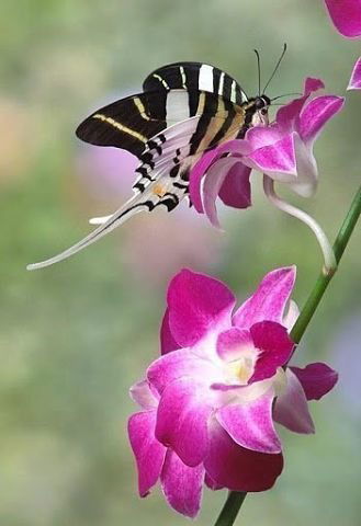 Кристина Кошанская