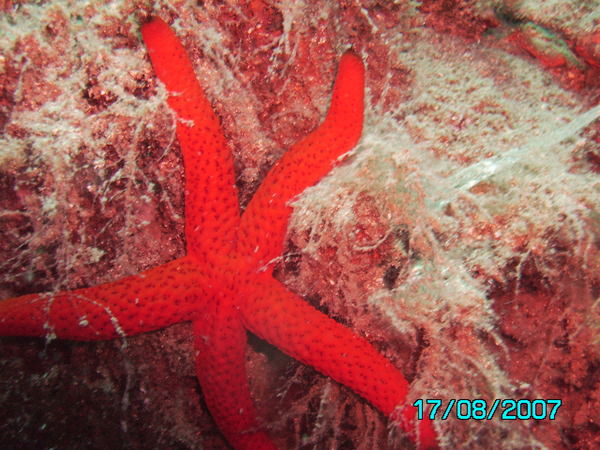 Ирина Малая