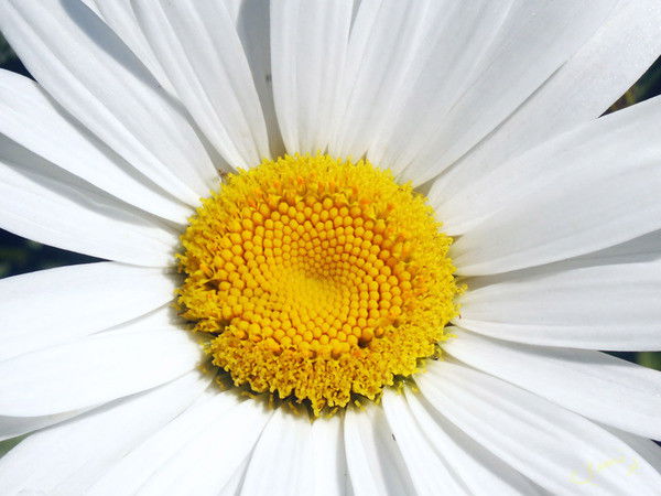 Резеда Багатеева