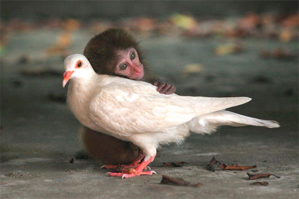 Даурен Айсиев