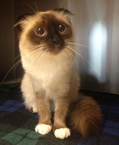 Серёжа Губачев