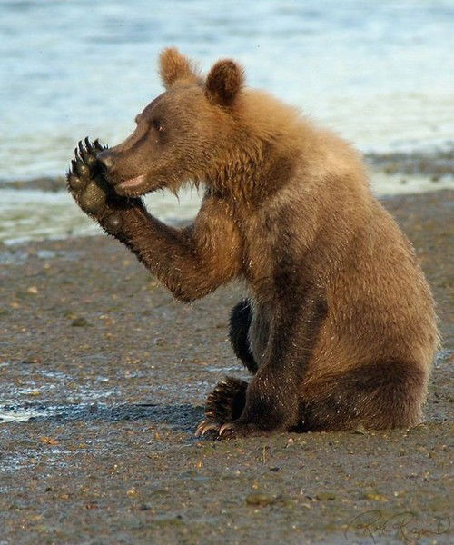 Миша Белогривый