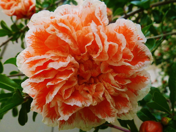 Елена Сенюк