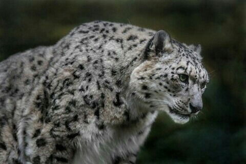 Арман Бигожин