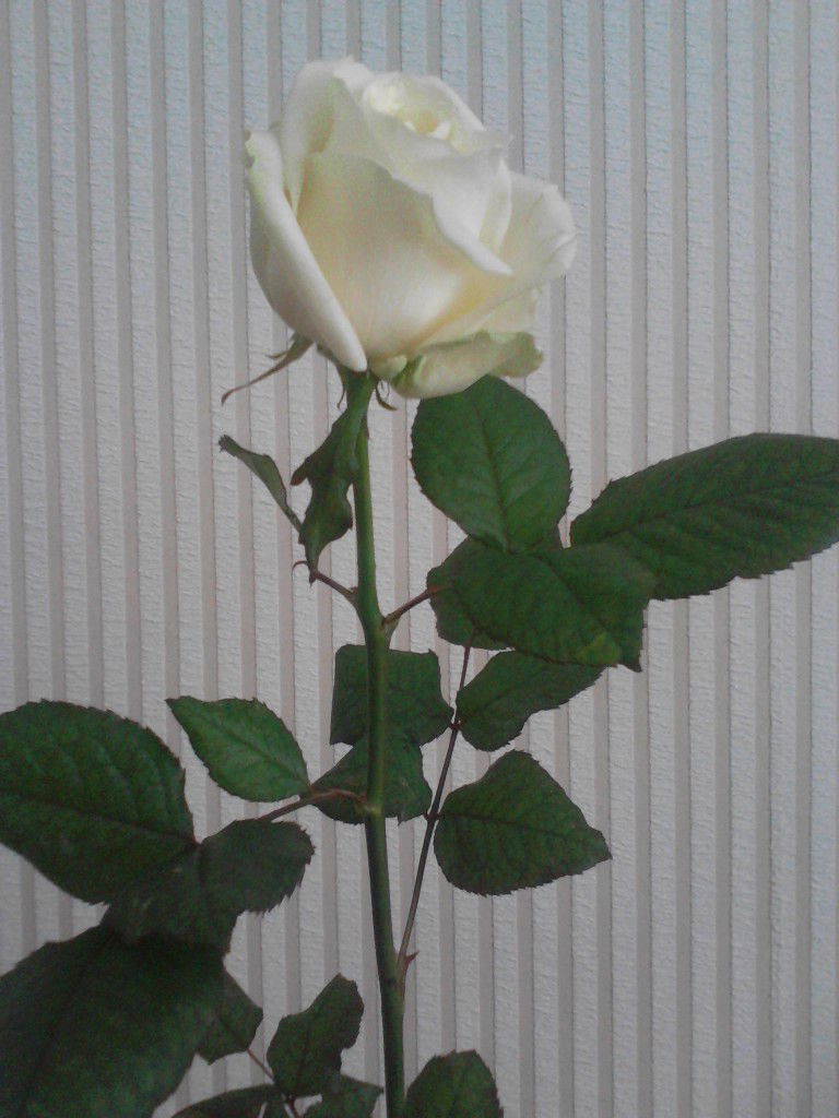 Марианна Терещук