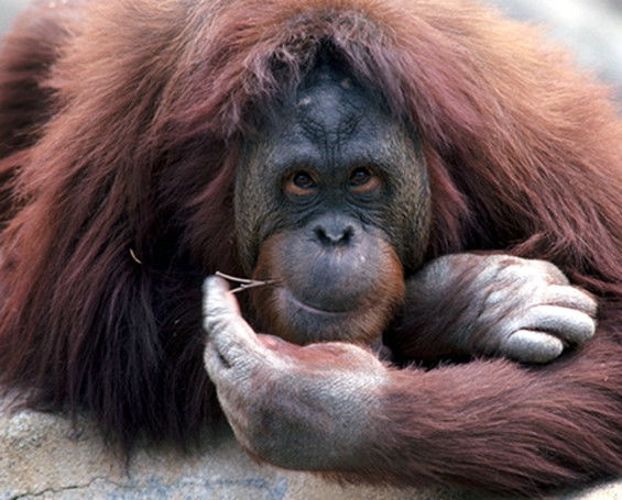 Вадим Анучкин